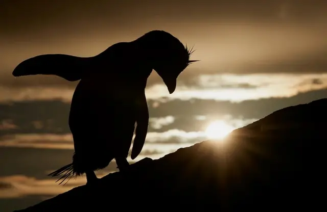 ‘ኣምልኾ ጸሓይ’