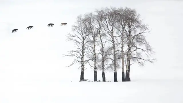 مسابقه عکاسی حیات وحش