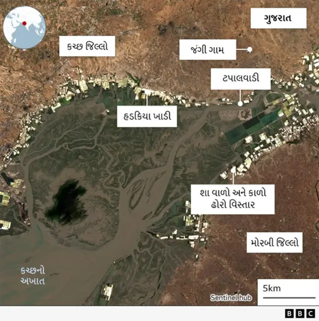 ખારાઈ ઊંટ, મેંગ્રોવ જંગલો