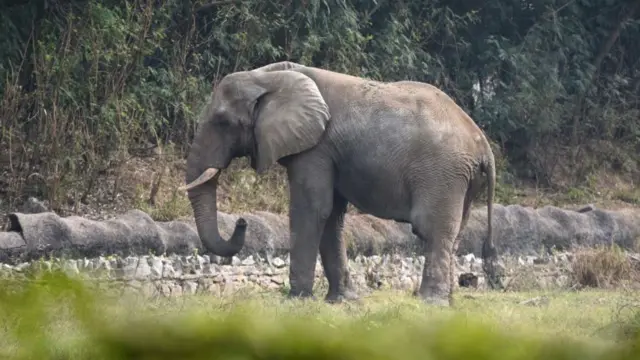 జంతువులు, ఏనుగులు, భారత్, ఆఫ్రికా