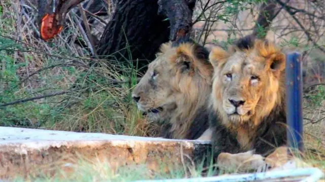 ભારતમાં 104 રાષ્ટ્રીય ઉદ્યાનો અને 558 અભયારણ્યો છે