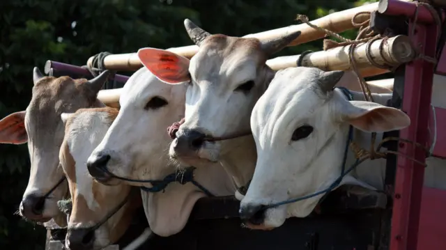 ইন্দোনেশিয়ার কোরবানিযোগ্য গরু। 