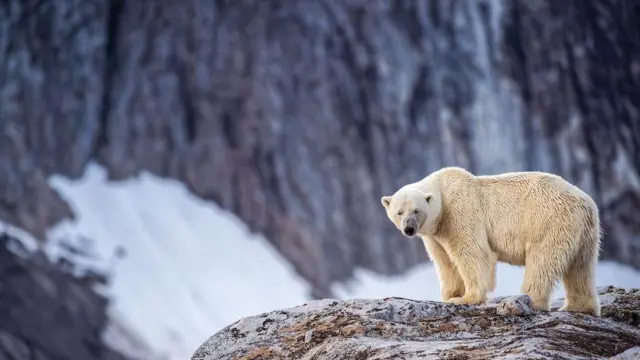 Niedźwiedź polarny stoi na skałach na norweskim Svalbardzie