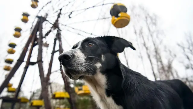 Пес у покинутому парку розваг у місті-привиді Прип'ять у Чорнобилі