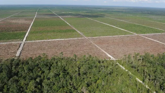 Олійна пальма