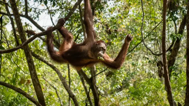 Orangutan swinging in Borneo forest