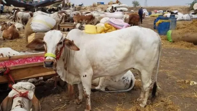 पाकिस्तान