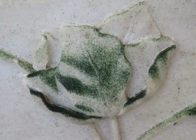 කිරි ගරුඬ කිලිටි කරන කෘමි වසුරු