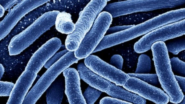 เชื้ออีโคไล