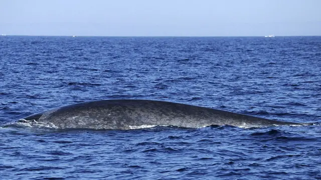 الحوت الأزرق