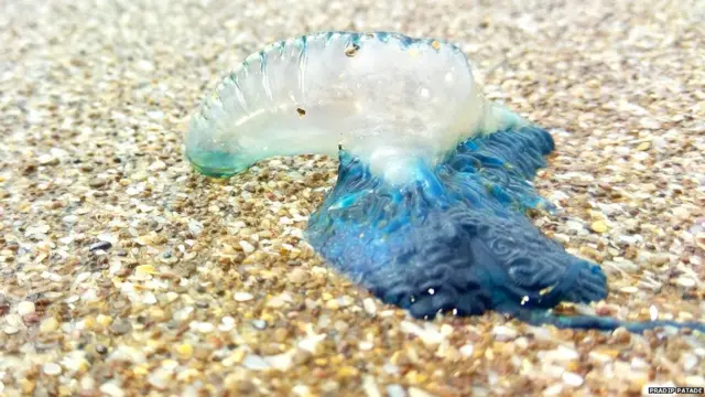 ब्लू बॉटल जेली फिश