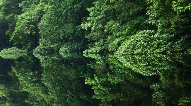 Većina afričkih šumskih slonova živi u kišnim šumama Gabona