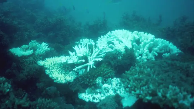 பவளப் பாறைகள்