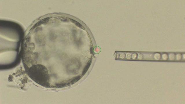 Científicos inyectando células madre humanas en un embrión de cerdo.