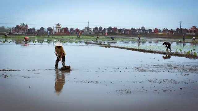 Farmers in Tien Hai planting rice seedlings