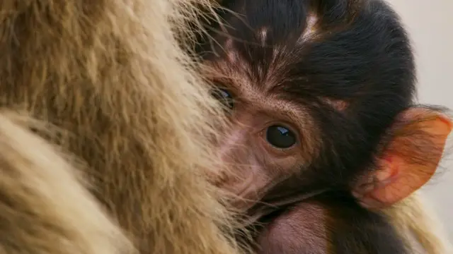 刚出生不久的小猕猴