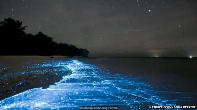 समुद्र किनारी चमकणारे डाईनोफ्लॅगेटस