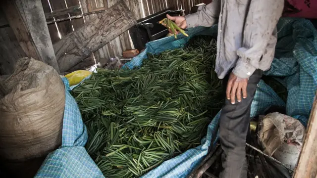 Un producteur devant sa récolte de vanille