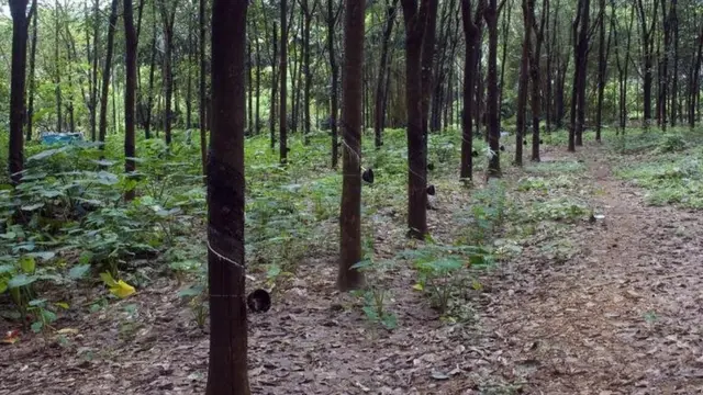 les hévéas en Inde.