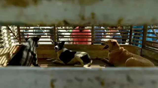 भटके कुत्रे, प्राणी, हल्ले, गुन्हा