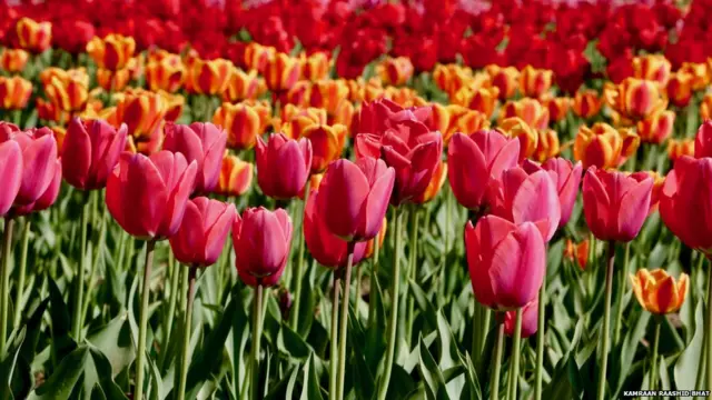 ट्यूलिप बगीचा, श्रीनगर