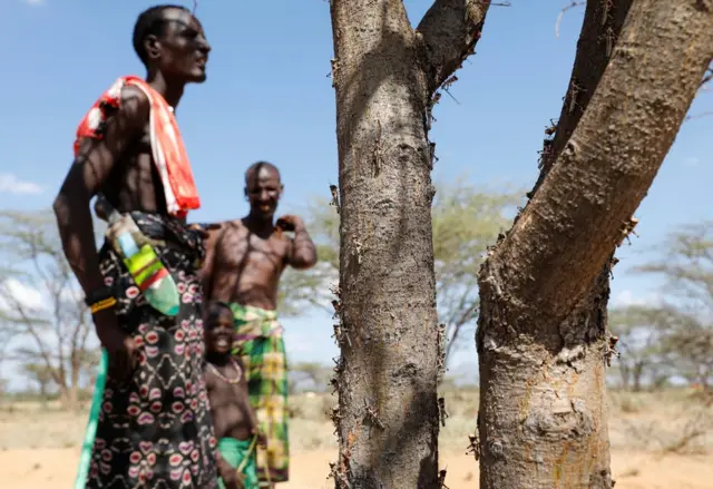 Newly-hatched desert locusts are seen on a tree with people looking on