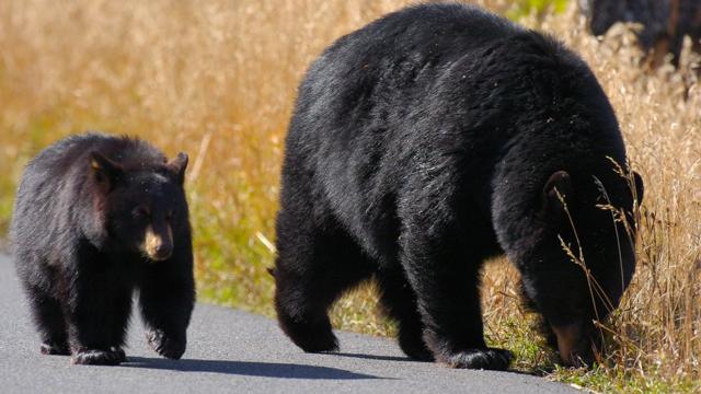 미국 옐로스톤 국립공원에서는 곰이 평소보다 일찍 동면에서 깨어났다