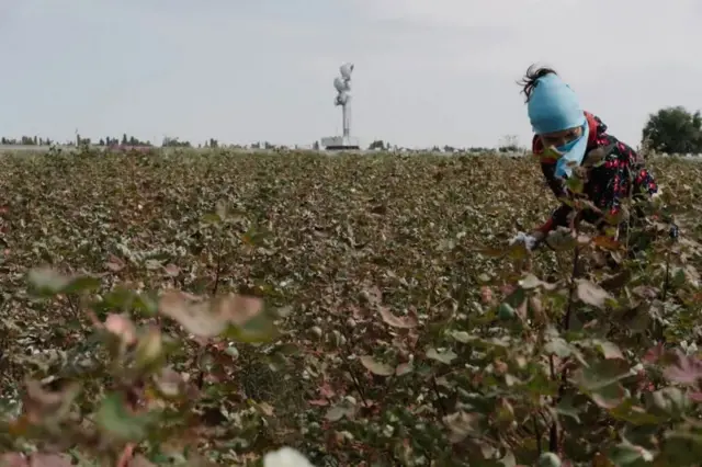 O'zbekistondagi paxta dalasi