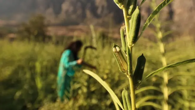 Hakkari'nin Çukurca ilçesindeki susam tarlalarında bugüne kadar hiç pestisit kullanılmadığı belirtiliyor