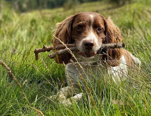 Max looking dozing with sticks in his mouth