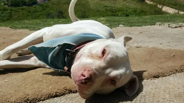 Blanquita, una perra pitbull