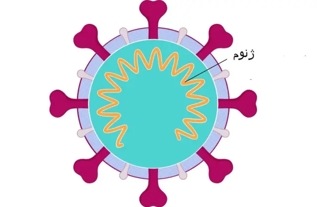 یک ویروس سارس-کرونای-۲