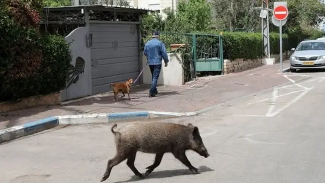 Nchini Israel, hususani katika jiji la Haifa, ngiri (nguruwe mwitu) wanajivinjari mitaani ambapo watu wanaokatiza ni wachache mno.