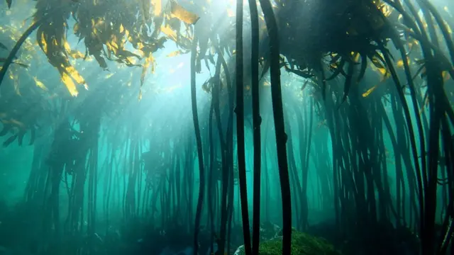 Imagen del documental My Octopus Teacher