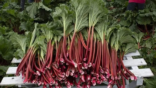 ترسناک‌ترین غذاها کدام اند؟