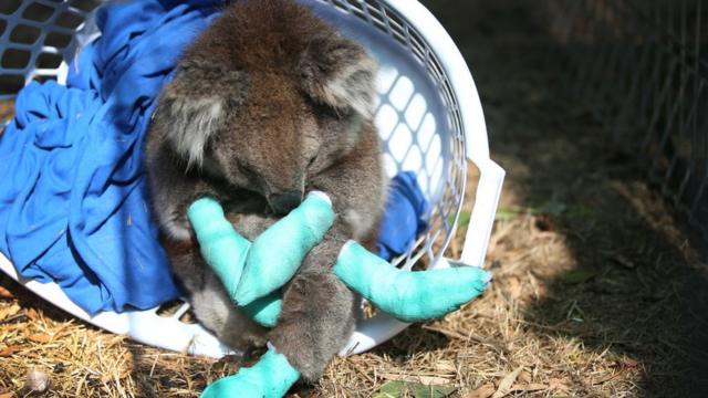 Um coala ferido descansa em um cesto no Kangaroo Island Wildlife Park, na região de Parndana, em 08 de janeiro de 2020 na Kangaroo Island, na Austrália