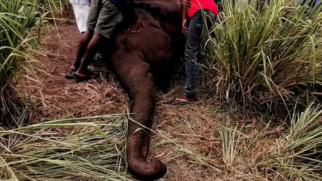 හබරණ දී මියගිය ඇතින්නක්