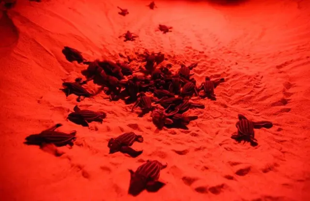 ลูกเต่ามะเฟือง