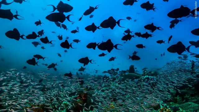 червонозубі спинороги