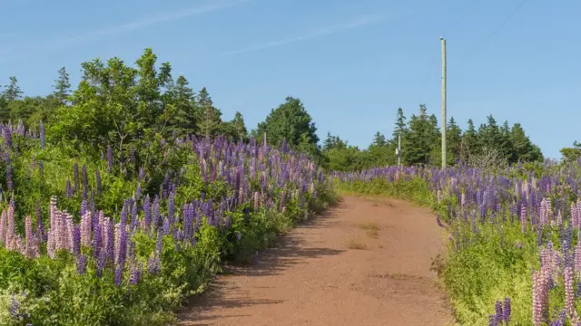 Prince Edward Island