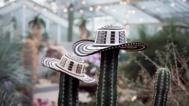 Sombreros colombianos sobre cactus