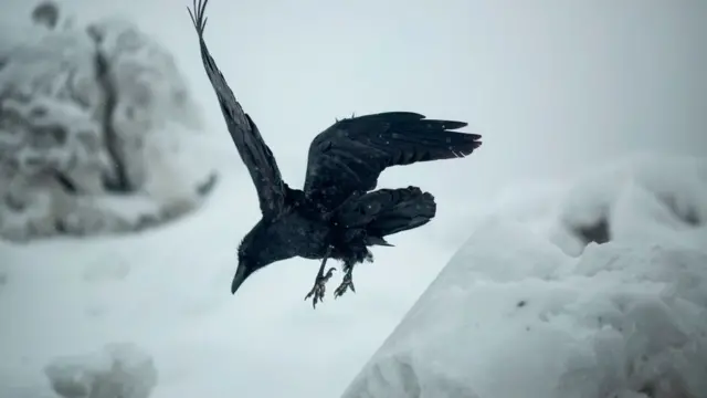 Cuervo en la nieve