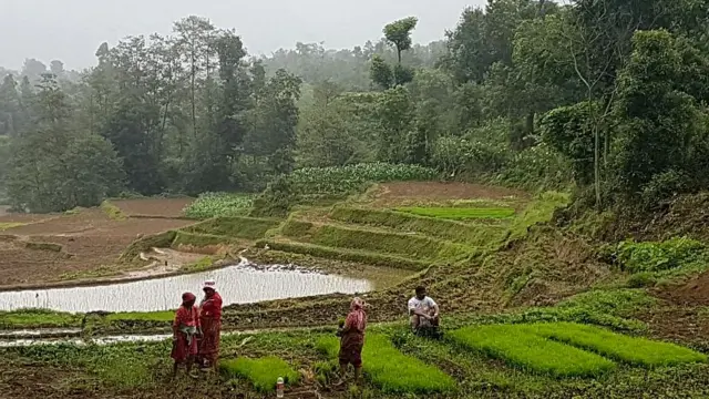 पहाडको एक खेत