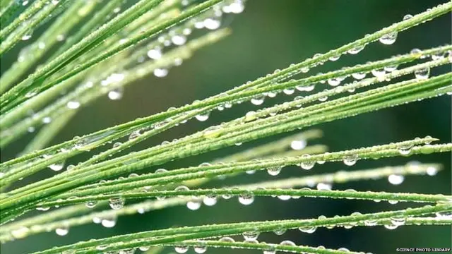 ਮੀਂਹ ਵੇਲੇ ਪੌਧਿਆਂ ਵਿੱਚ ਖੁਰਾਕ ਰਸਾਉਣ ਦੀ ਪ੍ਰਕਿਰਿਆ ਮੁੜ ਤੇਜ਼ ਹੁੰਦੀ ਹੈ ਜਿਸ ਕਾਰਨ ਉਹ ਮਹਿਕ ਛੱਡਦੇ ਹਨ