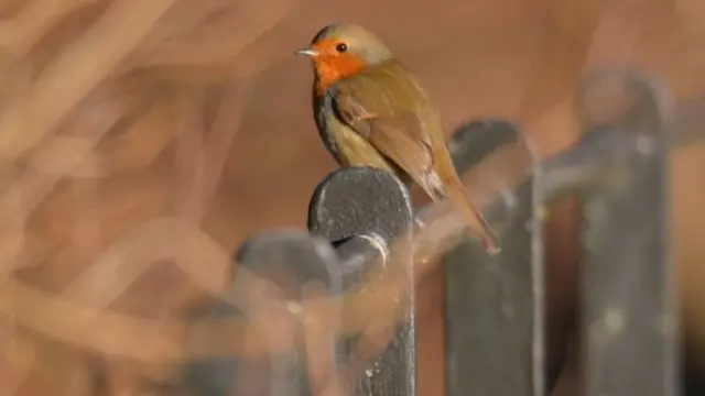 طائر أبو الحناء