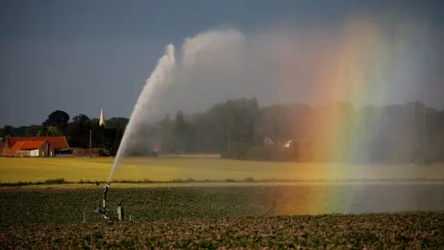 Картофельное поле во Франции в июне 2020 года