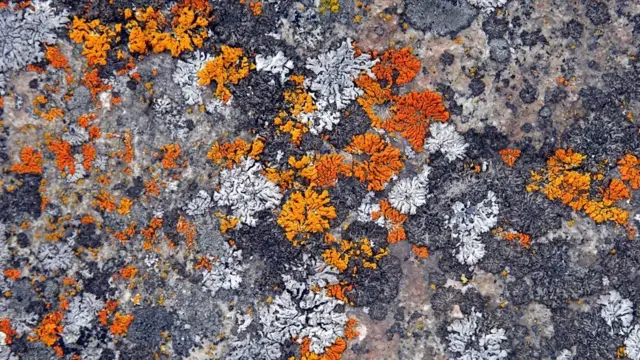 ኣብ ፕላኔት ማርስ ክቦቑሉ ዝኽእሉ ኣትክልቲ