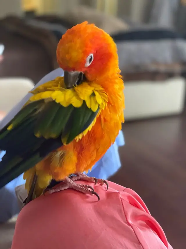 সান কন্যুর প্রজাতির পাখিটিকে কিউই বলে ডাকেন তার মালিক