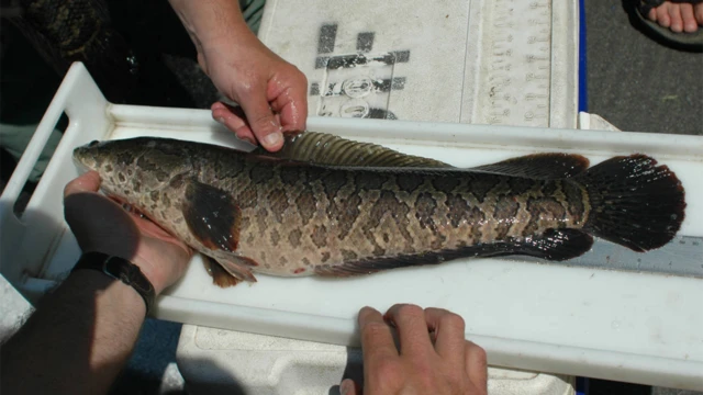 Mediçãobr4 apostasum peixe-cabeça-de-cobra