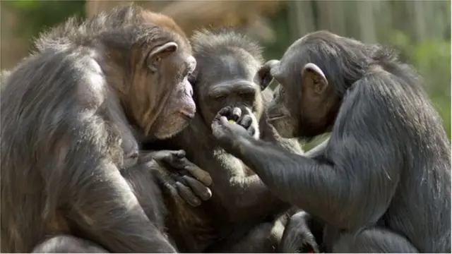 चिम्पांझी
